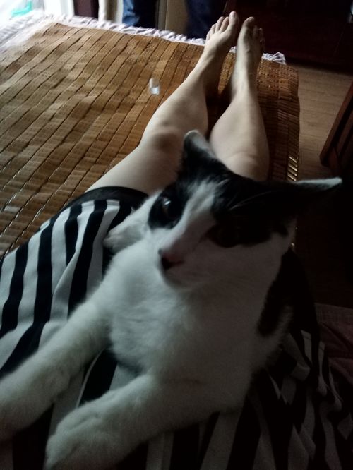  猫咪喜欢上一个人类取决于什么