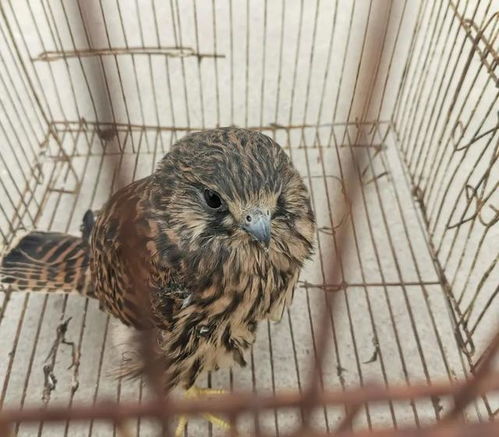  啪,阜阳这里掉下一只猛禽仔细一看