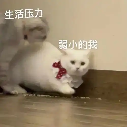 网红猫咪奶盖表情包你在吃什么 网红猫咪奶盖表情包你在吃什么