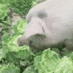  搞笑gif搞笑gif动态图片搞笑图片笑死人