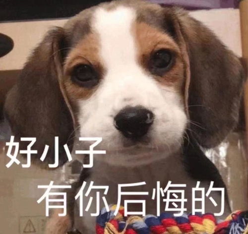  我愿用一个字形容今年的星星市集