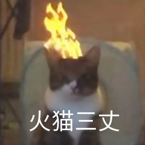  让黑人乌索普演路飞真人改编剧怎么能这么恶心
