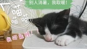  美洲狮你瞅啥噬元兽瞅你咋地