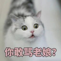  十条笑话问一个同学考到哪里,对方说五道口职业技术学院