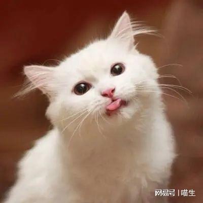  略略略你家小猫咪爱吐舌头吗