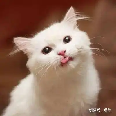 略略略你家小猫咪爱吐舌头吗 略略略你家小猫咪爱吐舌头吗