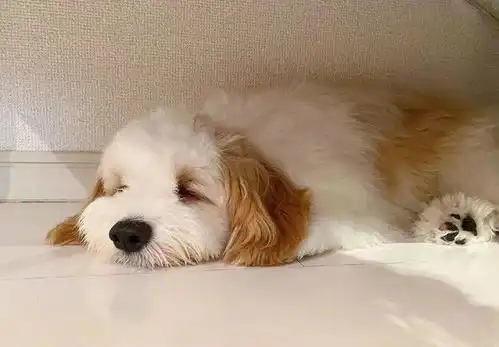 散步时小狗狗突然露出这个表情...得知原因网友笑喷 散步时小狗狗突然露出这个表情...得知原因网友笑喷