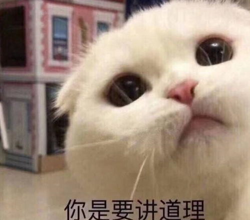  沉迷学习表情包,图有比学习更快乐的事情吗我看没有