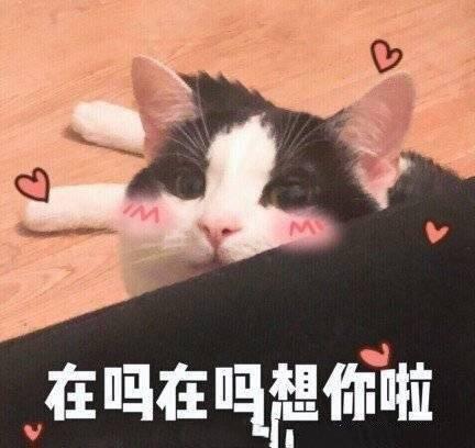  在吗表情包合集