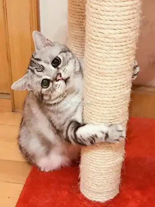 你连表情包里猫的名字都不知道,还敢说爱猫 你连表情包里猫的名字都不知道,还敢说爱猫