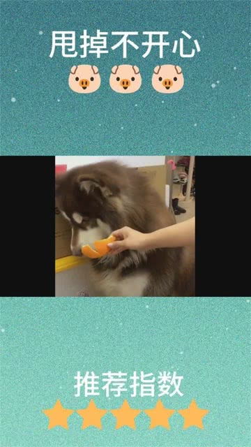  铲屎官故意拿橘子皮给阿拉斯加吃,注意看狗狗委屈的表情,太逗了