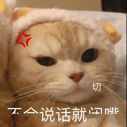 设计公司表情包费用橘猫