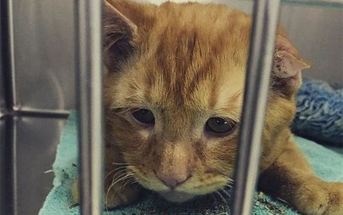  橘猫因车祸排斥人类,万幸有铲屎官细心照料,这才令猫咪打开心结