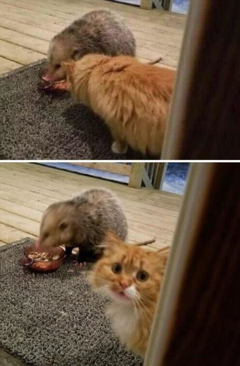  爆笑gif我哥不在家,嫂子非要我陪她喝酒,该怎么办