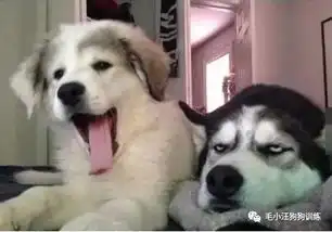  家里养了只二胎狗狗,老大失宠之后居然这样做.......