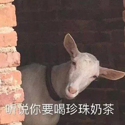  斗图表情包合集你懂个锤子