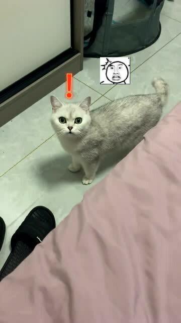  我就想试试我嘴的大小,真不想一口吞一只猫,猫妈妈一定误会了
