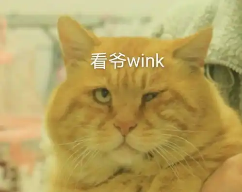 宿霸橘座保研财大公寓,是我喵生的坚持文末表情包暴击