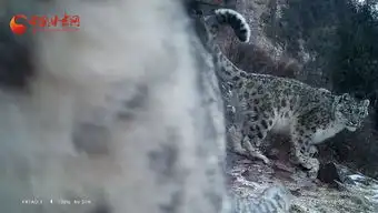 雪豹出没祁连山保护区内多种珍稀野生动物频频出镜视频 雪豹出没祁连山保护区内多种珍稀野生动物频频出镜视频
