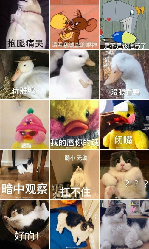  肖战怎么什么表情包都有