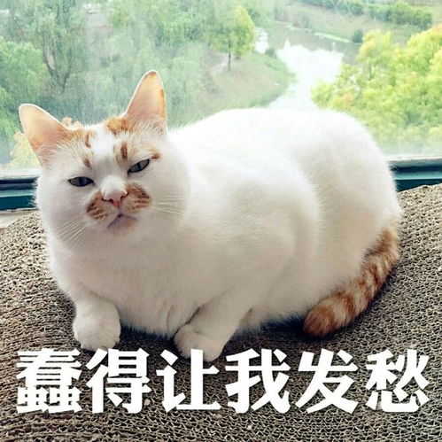  2017年最热表情包盘点,现在保存还来得及