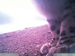 雪豹首现贡嘎山西坡红外相机清晰记录活动 雪豹首现贡嘎山西坡红外相机清晰记录活动