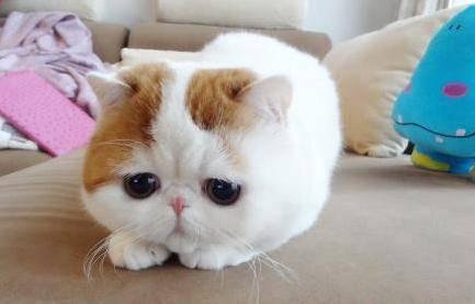  这种胖胖圆圆的猫猫是什么品种呀