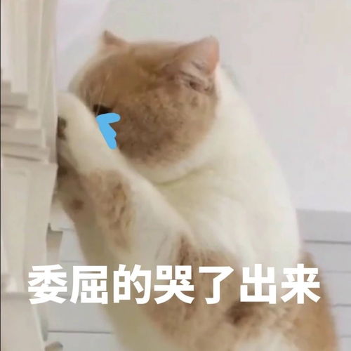 早表情包沙雕可真