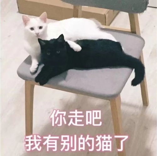 套路男朋友的套路表情包