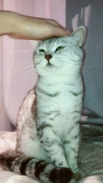  主人把猫咪的胡须拿给它看,猫咪一脸的生无可恋,小表情好搞笑