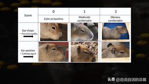 水豚情绪稳定,为什么它有治愈心灵的魔力 水豚情绪稳定,为什么它有治愈心灵的魔力