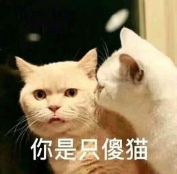  幽默笑话两酒鬼喝得兴高采烈,一个问另一个你是哪的人