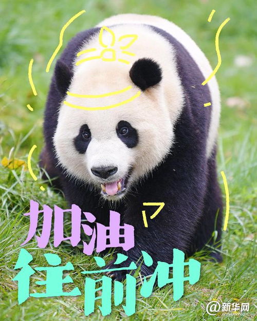  这些大熊猫是在演我开学吗