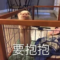  说那些妹子胖她们又生气,却一天到晚给我发这些猪的表情包