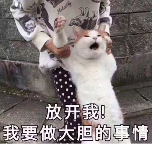  开心一刻笑话一程序员找不到工作,想去帮屠夫卖猪肉