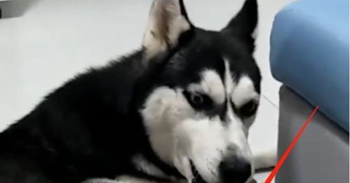  二哈无聊舔主人的脚,舔了几口后露出嫌弃的表情多久没洗了