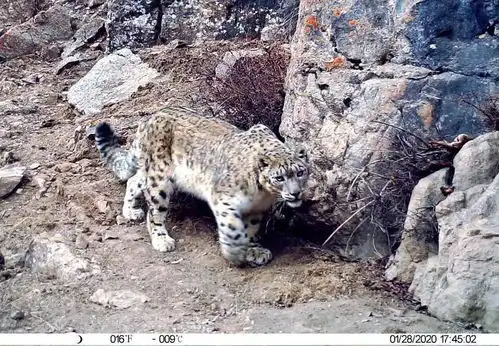 瞭望治国理政纪事丨祁连山底色之变 瞭望治国理政纪事丨祁连山底色之变