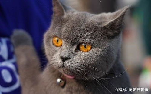  猫猫颜值排行榜,看看榜一是那个