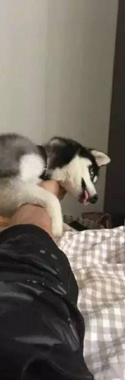  哈士奇无意中舔了主人的臭脚,接下来的表情让人捧腹