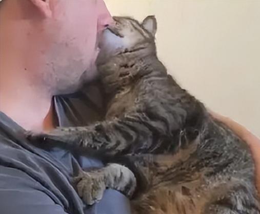 狸花猫走丢了一个月,当它找到它后,主人反省了