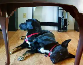 惊悚吧看看手机摄影师镜头下的萌宠们 惊悚吧看看手机摄影师镜头下的萌宠们