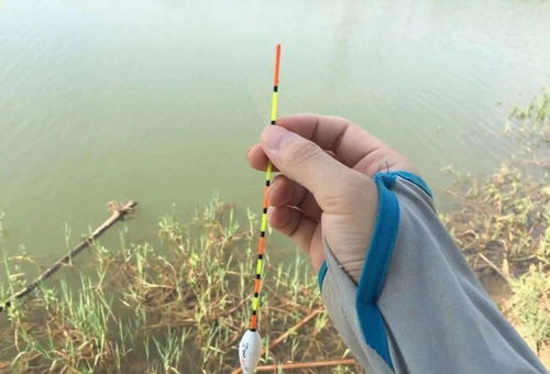  黑漂不中鱼可能是这6个原因,稍作调整大鱼连竿上