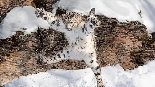 芝士雪豹听妈妈的话,别让她受伤 芝士雪豹听妈妈的话,别让她受伤