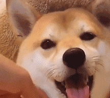 喂狗粮表情包养狗