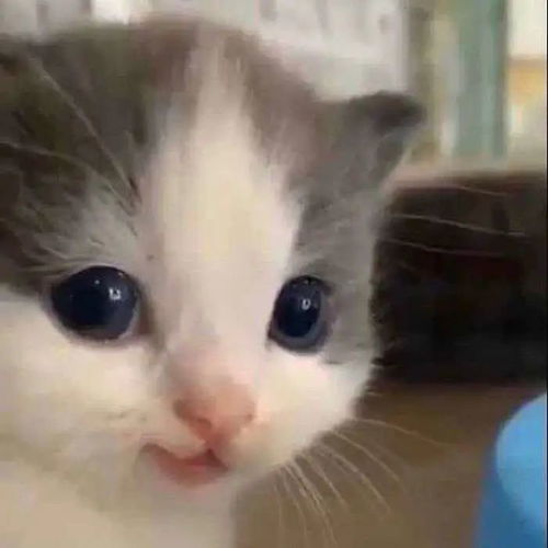  我家猫今天有点不对劲