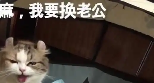 猫咪有老婆后依旧粘人,每天睡前都要抱抱,母猫我要换老公 猫咪有老婆后依旧粘人,每天睡前都要抱抱,母猫我要换老公