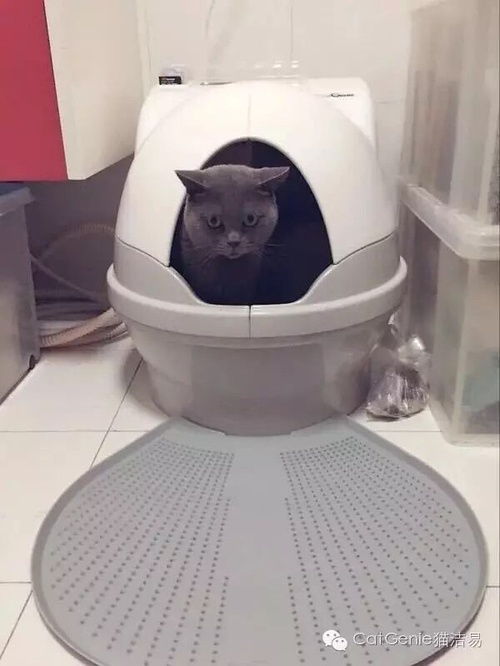  寻找猫咪屙屎尴尬表情包