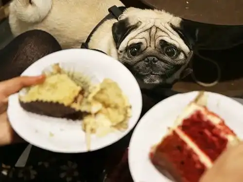 盯着食物的哈巴狗,这表情也太丰富了哈哈哈 盯着食物的哈巴狗,这表情也太丰富了哈哈哈