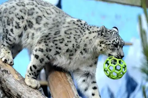 国庆七天乐,与雪豹相约在青藏高原 国庆七天乐,与雪豹相约在青藏高原