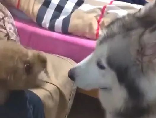 泰迪犬狗仗人势对哈士奇狂叫,二哈最后的表情亮了
